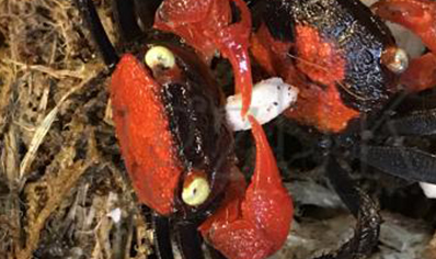 Geosesarma hagen - Red Devil Vampire Crab 8 left males only