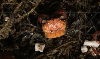 Geosesarma hagen - Red Devil Vampire Crab 8 left males only