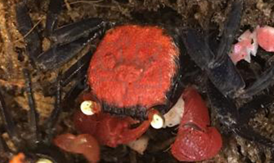 Geosesarma hagen - Red Devil Vampire Crab 8 left males only