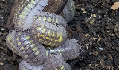 Armadillidium granulatum - packs of 5 (C/B by BugzUK)