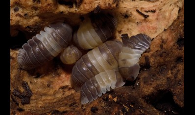 Cubaris sp. 'Panda King' - Panda King Isopods (CB by BugzUK) *special offer*
