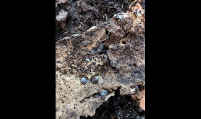 Cubaris sp. 'Panda King' - Panda King Isopods (CB by BugzUK) *special offer*