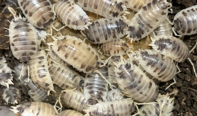 Porcellio laevis 'Dairy cow' -  (CB by BugzUK)