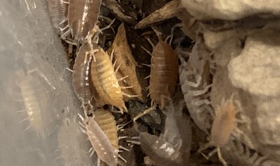 Porcellionides pruinosus 'Orange & Grey' - packs of 10 (CB by BugzUK)