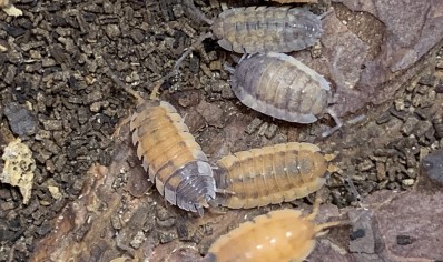 Porcellio scaber 'Lava' (CB by BugzUK) *special offer*