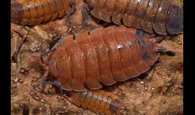 Porcellio scaber 'Lava' (CB by BugzUK) *special offer*