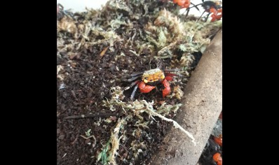 Geosesarma nigripes - Rainbow Vampire Crab (blue leg) 1 left male