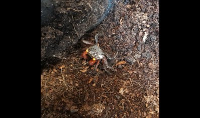 Geosesarma nigripes - Rainbow Vampire Crab (blue leg) 16 left