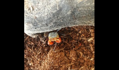 Geosesarma nigripes - Rainbow Vampire Crab (blue leg) 6 left