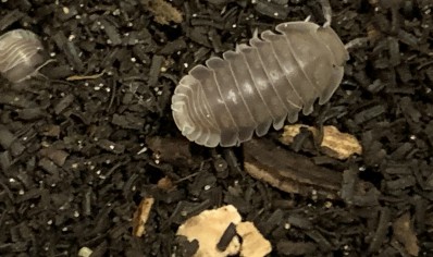 Cubaris sp 'Penguin' - Penguin Isopods (CB by BugzUK) *special offer*