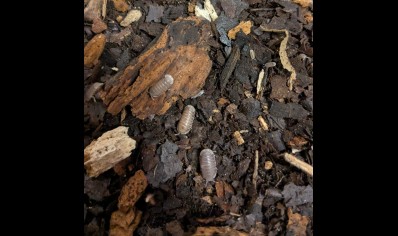 Cubaris sp 'Penguin' - Penguin Isopods (CB by BugzUK) *special offer*