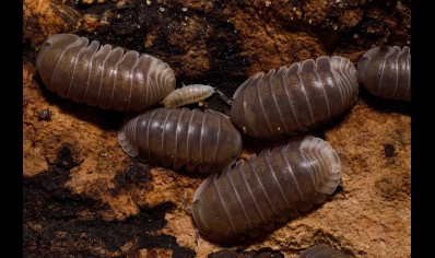 Cubaris sp 'Penguin' - Penguin Isopods (CB by BugzUK) *special offer*