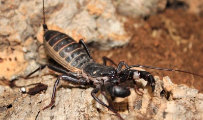 Mastigoproctus giganteus