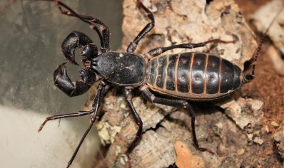 Mastigoproctus giganteus