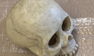 large human skull 13.5 x 9 x 9