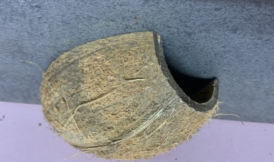 horizontal coconut hide