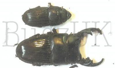 Aegus Pallardus