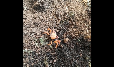 Geosesarma tiomanicum - Disco Vampire crab 12 left