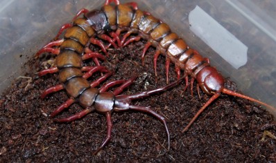 Scolopendra dehaani Sumatran orange