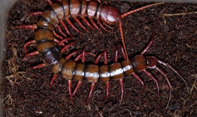 Scolopendra dehaani Sumatran orange