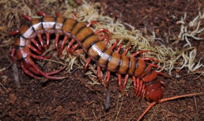 Scolopendra subspinipes Sumatran flame