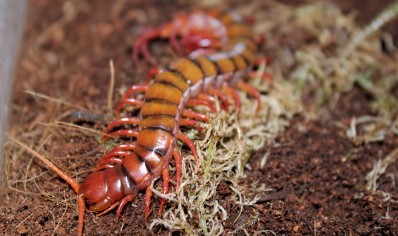 Scolopendra subspinipes Sumatran flame