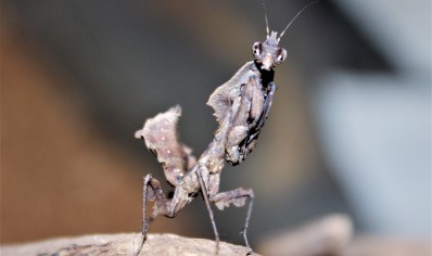 Parablepharis kuhlii - Vietnamese Ghost Mantis