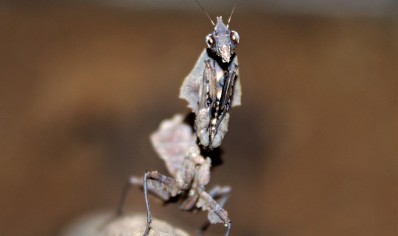 Parablepharis kuhlii - Vietnamese Ghost Mantis CB