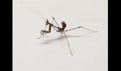 Sibylla pretiosa - Cryptic Mantis CB by BugzUK