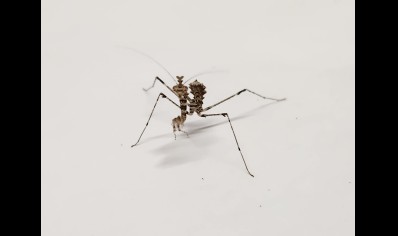 Sibylla pretiosa - Cryptic Mantis CB by BugzUK