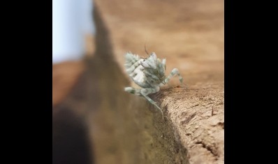 Praying Mantis Harpagomantis tricolor
