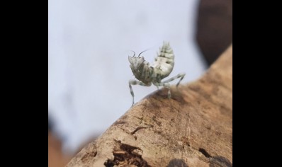 Praying Mantis Harpagomantis tricolor