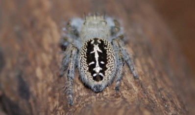 Phiddipus texanus (Captive bred)