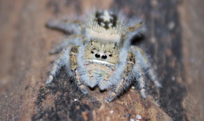 Phiddipus texanus (Captive bred)