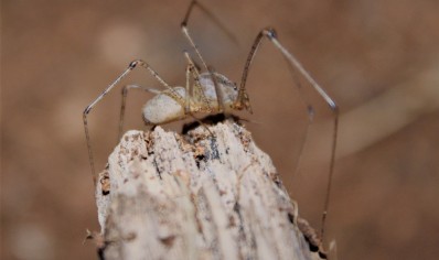 Scytodes longipes