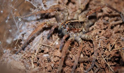 Tigrosa georgicola (Captive bred)... x3 left all females