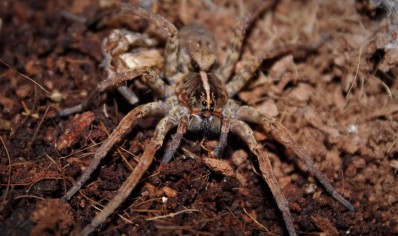 Tigrosa georgicola (Captive bred)... x3 left all females