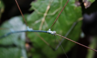 Ramulus nematodes.....adult blue males only