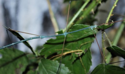 Ramulus nematodes.....adult blue males only