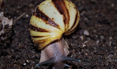 Archachatina Marginata icteria yellow shell