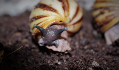 Archachatina Marginata icteria yellow shell