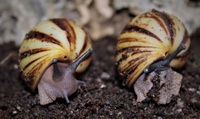 Archachatina Marginata icteria yellow shell