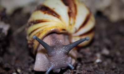 Archachatina Marginata icteria yellow shell
