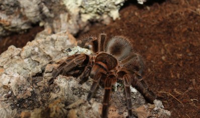 Phormictopus sp