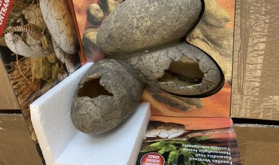 Dinosaur eggs Large