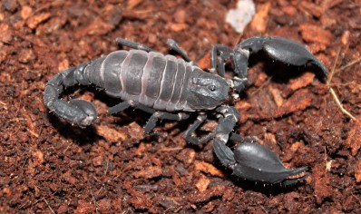 Chaerilus Sp Java