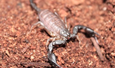 Euscorpius Sp Croatia