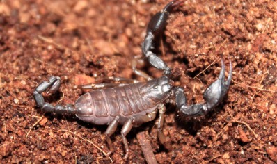 Euscorpius Sp Croatia