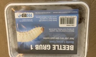 Beetle Grub Type 1 Substrate