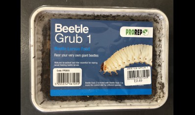 Beetle Grub Type 1 Substrate